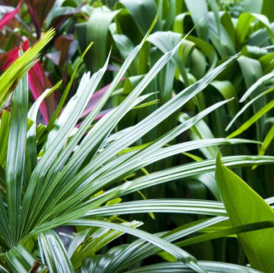 Tropical Island Simmering Granules - Cherry Blossom Scents